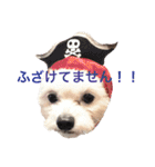 チワプー のパンくん（個別スタンプ：32）