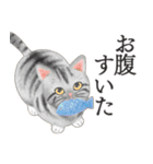 猫（大人の図鑑シール）・可愛い動物系（個別スタンプ：11）