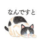 猫（大人の図鑑シール）・可愛い動物系（個別スタンプ：15）