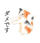 猫（大人の図鑑シール）・可愛い動物系（個別スタンプ：17）