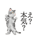 猫（大人の図鑑シール）・可愛い動物系（個別スタンプ：23）