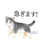 猫（大人の図鑑シール）・可愛い動物系（個別スタンプ：40）