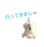 プードルましゅの日常。使ってみましゅ？（個別スタンプ：3）