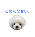 プードルましゅの日常。使ってみましゅ？（個別スタンプ：6）