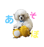 プードルましゅの日常。使ってみましゅ？（個別スタンプ：15）