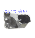 黒いネコ Darkness cat（個別スタンプ：1）