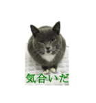 黒いネコ Darkness cat（個別スタンプ：4）