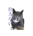 黒いネコ Darkness cat（個別スタンプ：6）