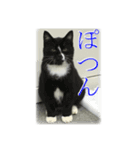 黒いネコ Darkness cat（個別スタンプ：7）
