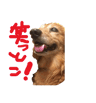 山田プチ②（個別スタンプ：31）
