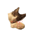 アルファαとラムダλにゃんスタ3（個別スタンプ：1）