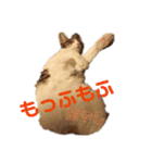 アルファαとラムダλにゃんスタ3（個別スタンプ：2）