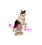 アルファαとラムダλにゃんスタ3（個別スタンプ：6）