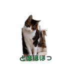 アルファαとラムダλにゃんスタ3（個別スタンプ：8）