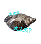 アルファαとラムダλにゃんスタ3（個別スタンプ：10）