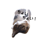 アルファαとラムダλにゃんスタ3（個別スタンプ：12）