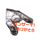 アルファαとラムダλにゃんスタ3（個別スタンプ：14）