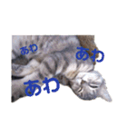 アルファαとラムダλにゃんスタ3（個別スタンプ：16）
