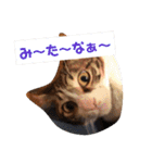 アルファαとラムダλにゃんスタ3（個別スタンプ：25）