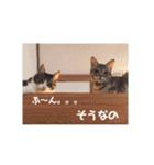 アルファαとラムダλにゃんスタ3（個別スタンプ：28）