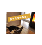 アルファαとラムダλにゃんスタ3（個別スタンプ：32）