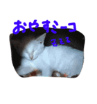 かわいいミーコちゃん（個別スタンプ：2）