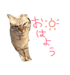 まにスタンプ（個別スタンプ：1）
