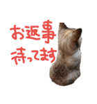 まにスタンプ（個別スタンプ：4）