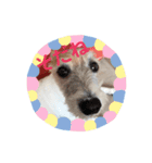 Go ピーナッツ！（個別スタンプ：3）