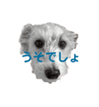 Go ピーナッツ！（個別スタンプ：4）