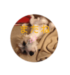 Go ピーナッツ！（個別スタンプ：5）