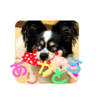 愛犬りんりんスタンプ（個別スタンプ：1）
