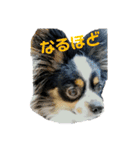 愛犬りんりんスタンプ（個別スタンプ：4）
