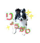愛犬りんりんスタンプ（個別スタンプ：7）