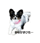 愛犬りんりんスタンプ（個別スタンプ：8）