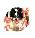 愛犬りんりんスタンプ（個別スタンプ：9）