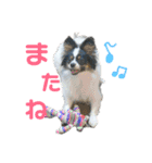 愛犬りんりんスタンプ（個別スタンプ：10）