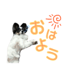 愛犬りんりんスタンプ（個別スタンプ：11）