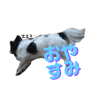 愛犬りんりんスタンプ（個別スタンプ：12）