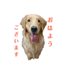 ゴールデンレトリバー(ロワ)（個別スタンプ：1）