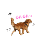 ゴールデンレトリバー(ロワ)（個別スタンプ：5）