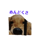 ゴールデンレトリバー(ロワ)（個別スタンプ：12）