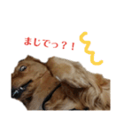 ゴールデンレトリバー(ロワ)（個別スタンプ：15）