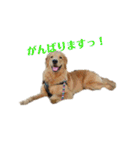 ゴールデンレトリバー(ロワ)（個別スタンプ：17）