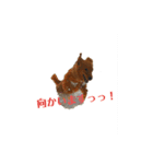ゴールデンレトリバー(ロワ)（個別スタンプ：24）