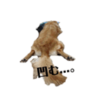 ゴールデンレトリバー(ロワ)（個別スタンプ：25）