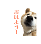 ゴンのおしゃべり（個別スタンプ：1）