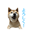 ゴンのおしゃべり（個別スタンプ：2）