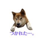 ゴンのおしゃべり（個別スタンプ：3）
