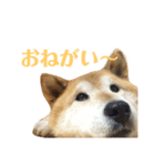 ゴンのおしゃべり（個別スタンプ：4）